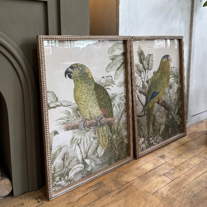 Moreton Set of Two Parrot Framed Prints 70cm | Annie Mo's