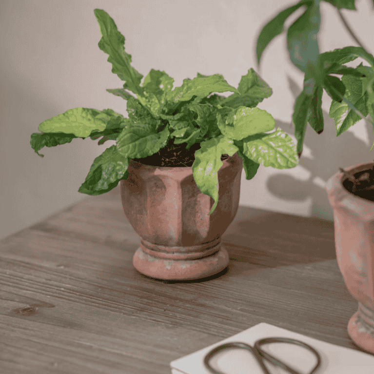 Albourne Planter - S | Annie Mo's