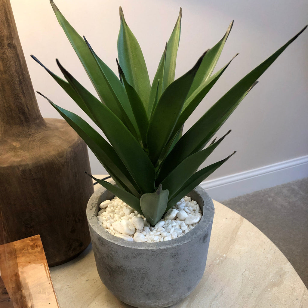 Aloe Vera in Grey Cement Pot 38cm | Annie Mo's