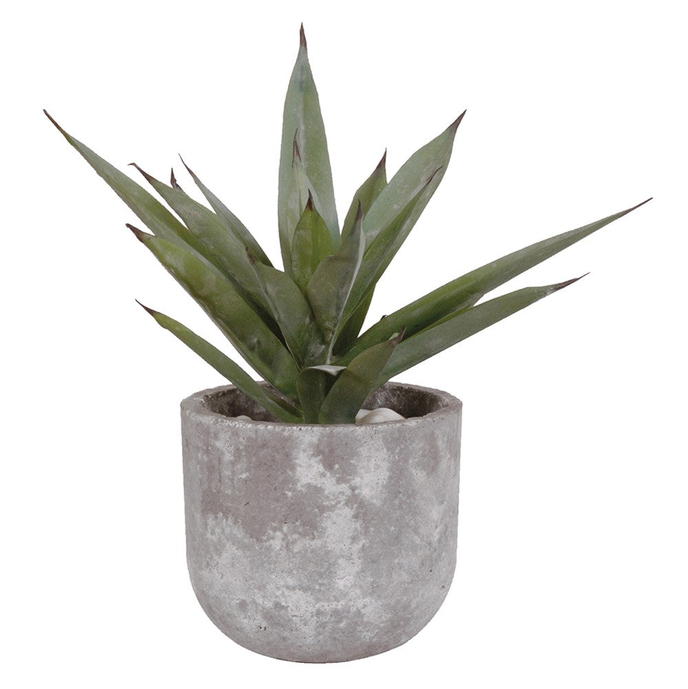 Aloe Vera in Grey Cement Pot 38cm B
