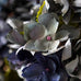 Twilight Artificial Hydrangea 35cm