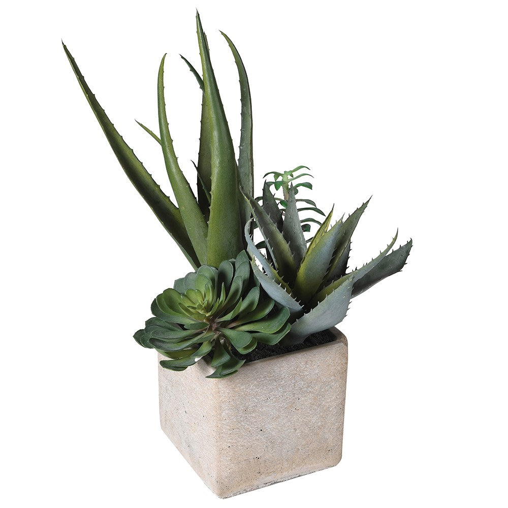 Assorted Cactus in Grey Pot 34cm