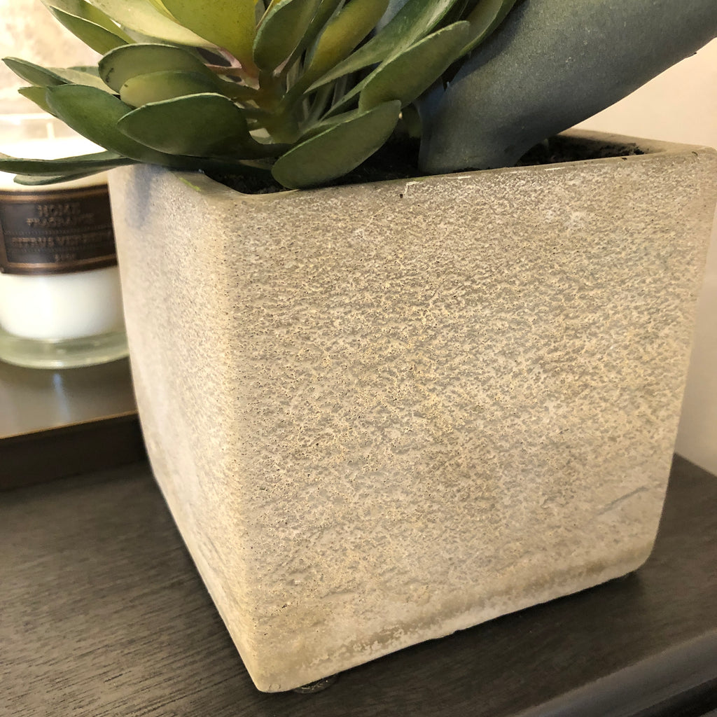 Assorted Cactus in Grey Pot 34cm C