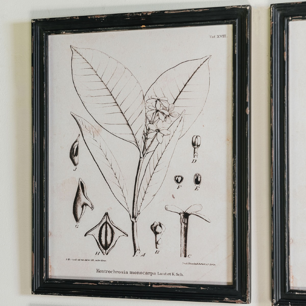 Ashmore Set of 4 Monochrome Botanical Framed Prints 50cm