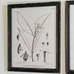 Botanical Prints in Distressed Black Frames 50cm