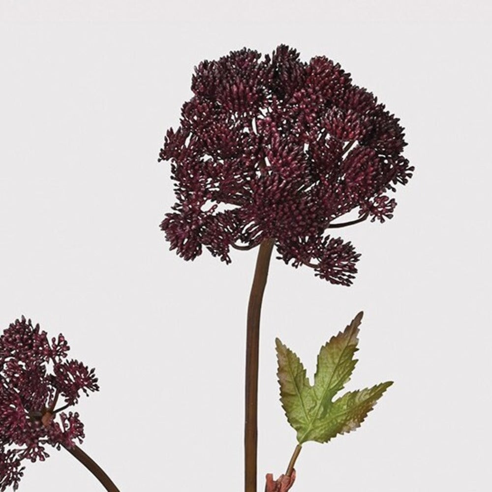 Burgundy Angelica Seed Head with Leaves 95cm D