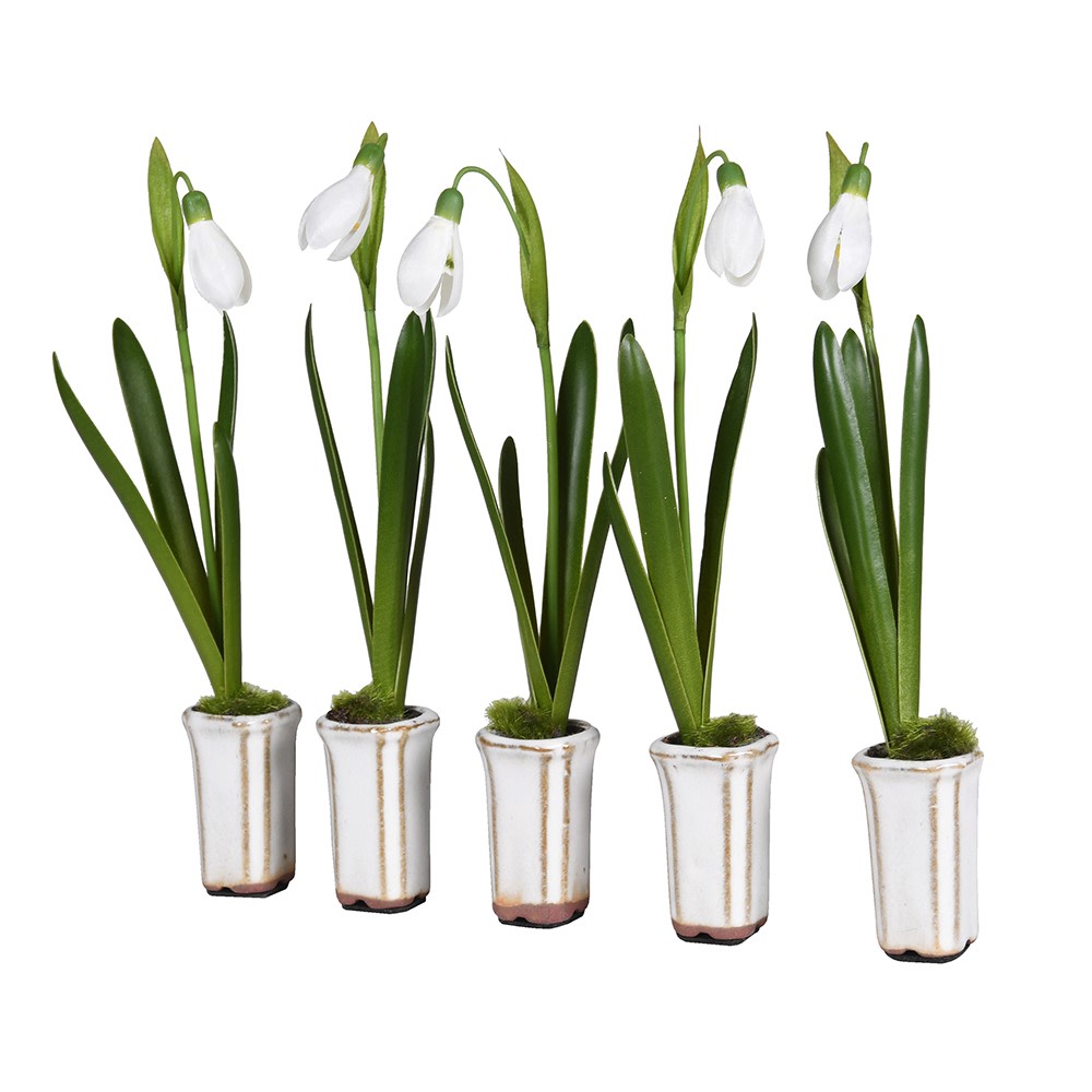 Set of Five Snowdrops in Ceramic Pot 12cm-C