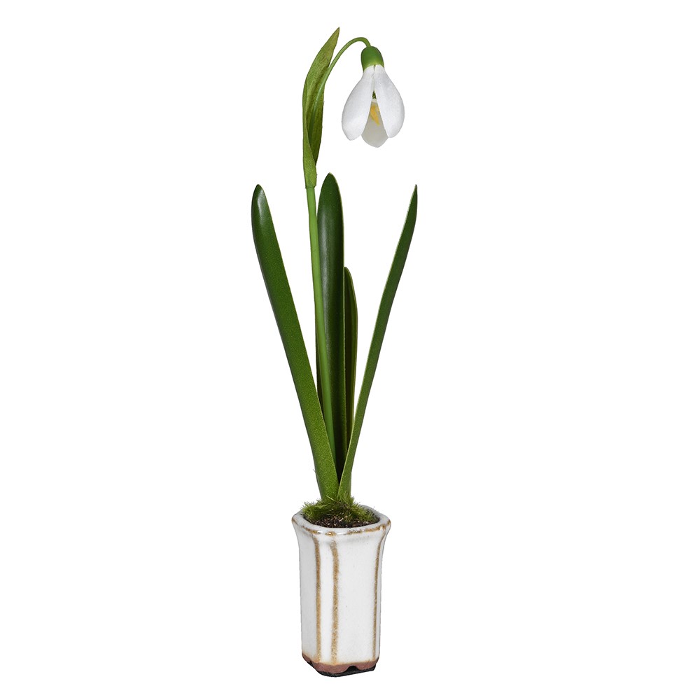 Set of Five Snowdrops in Ceramic Pot 12cm-B
