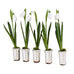 Set of Five Snowdrops in Ceramic Pot 12cm