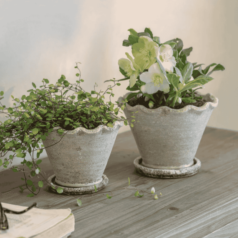 Carden Planter - Size Choice | Annie Mo's