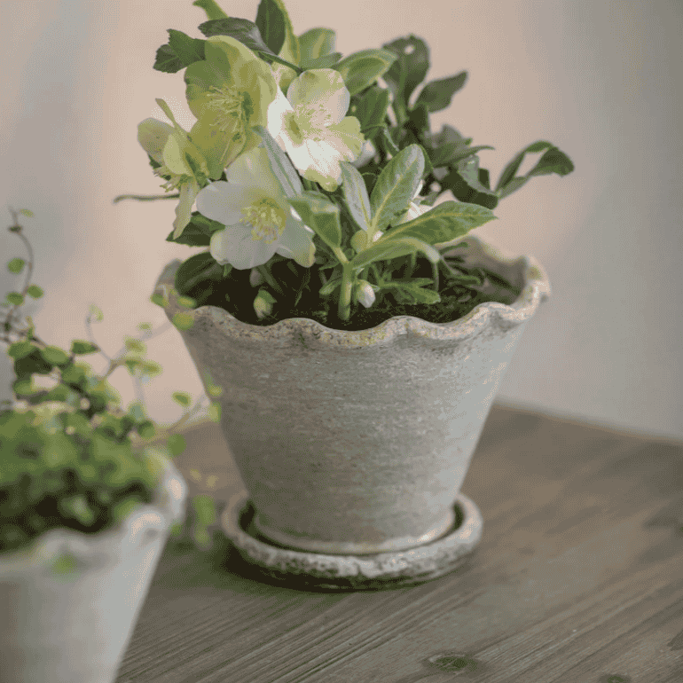Carden Planter - Size Choice | Annie Mo's C