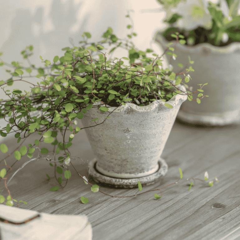 Carden Planter - Size Choice | Annie Mo's B