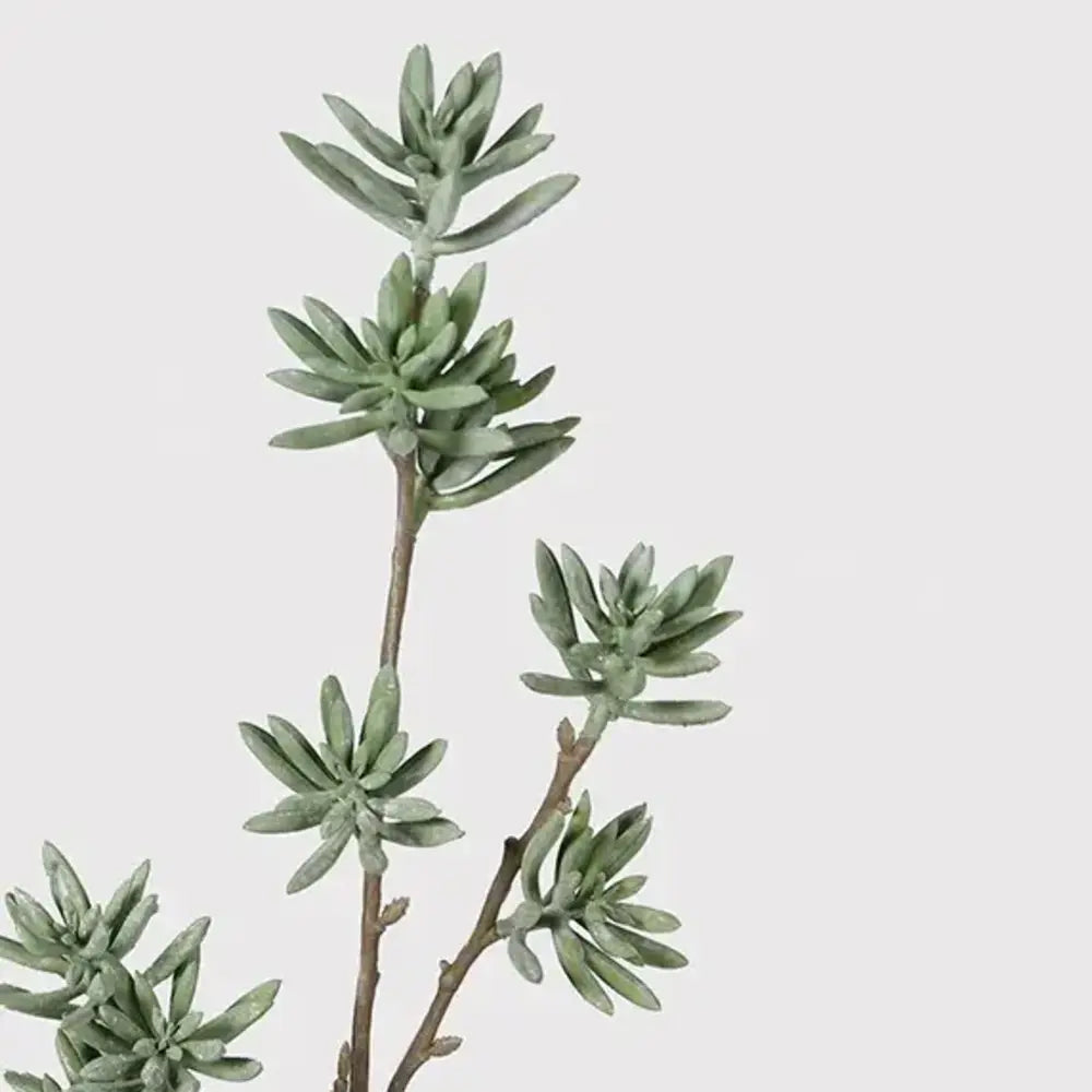 Celadon Cats Paw Spray 76cm C