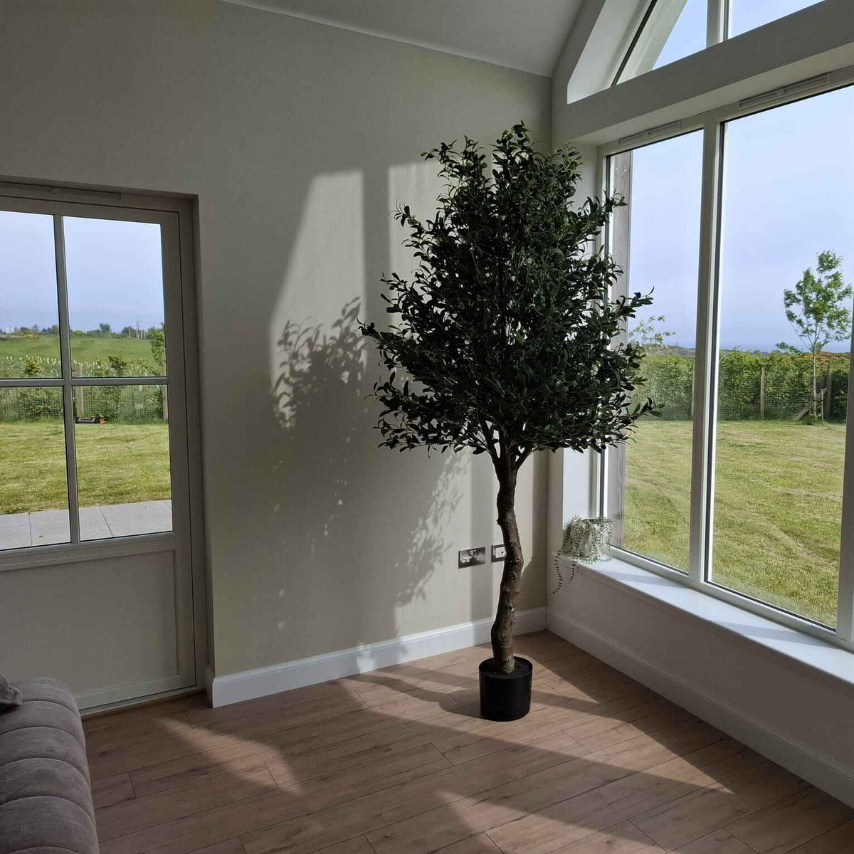 Natural Giant Olive Tree In Black Plastic Pot-B