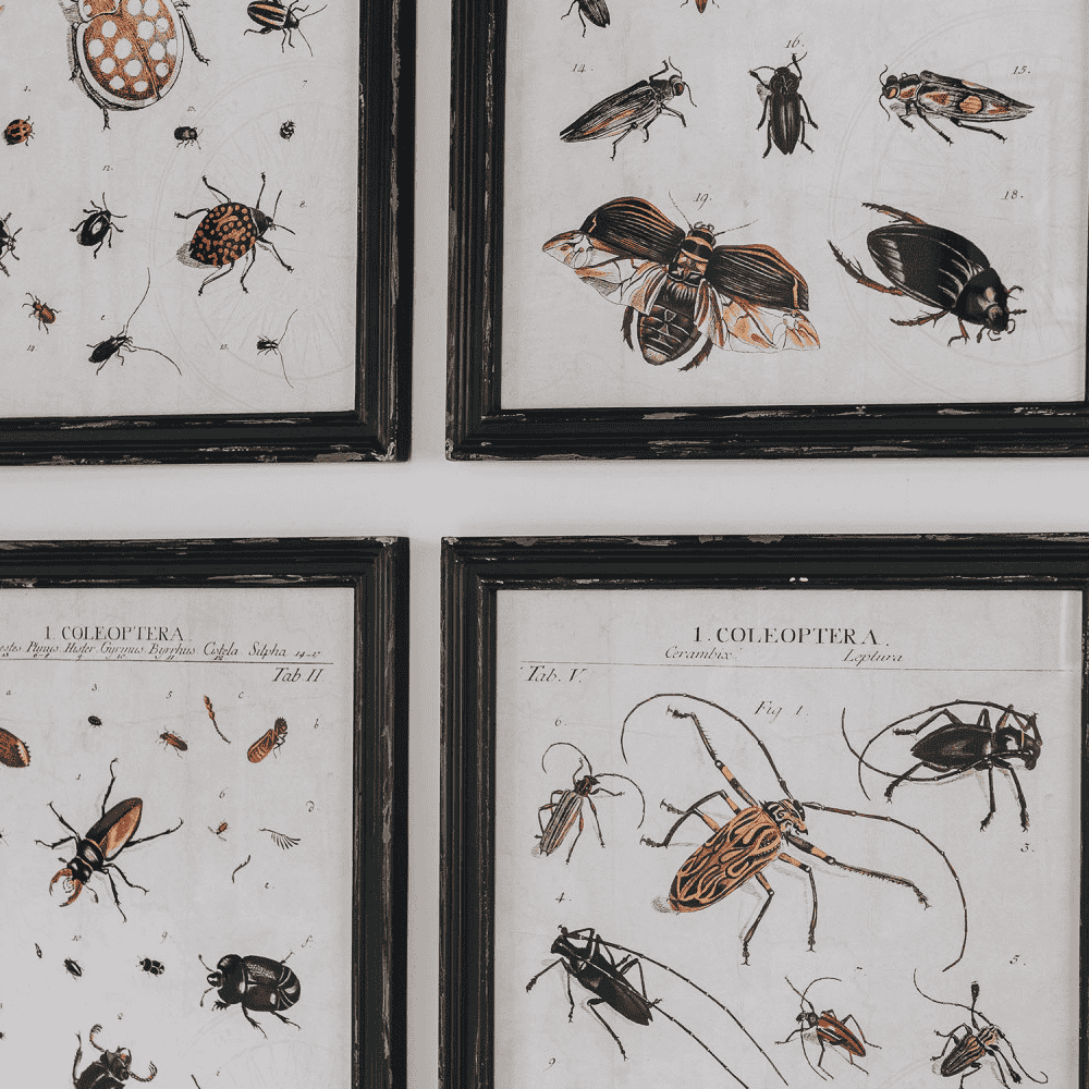 Four Assorted Framed Insect Prints 50cm