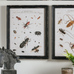 Four Assorted Framed Insect Prints 50cm