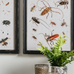Four Assorted Framed Insect Prints 50cm