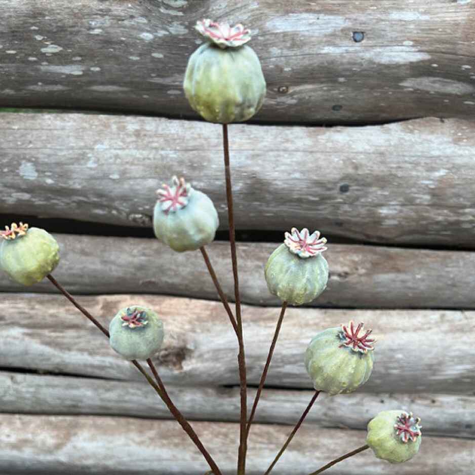 Green Papaver Stem 66cm | Annie Mo's