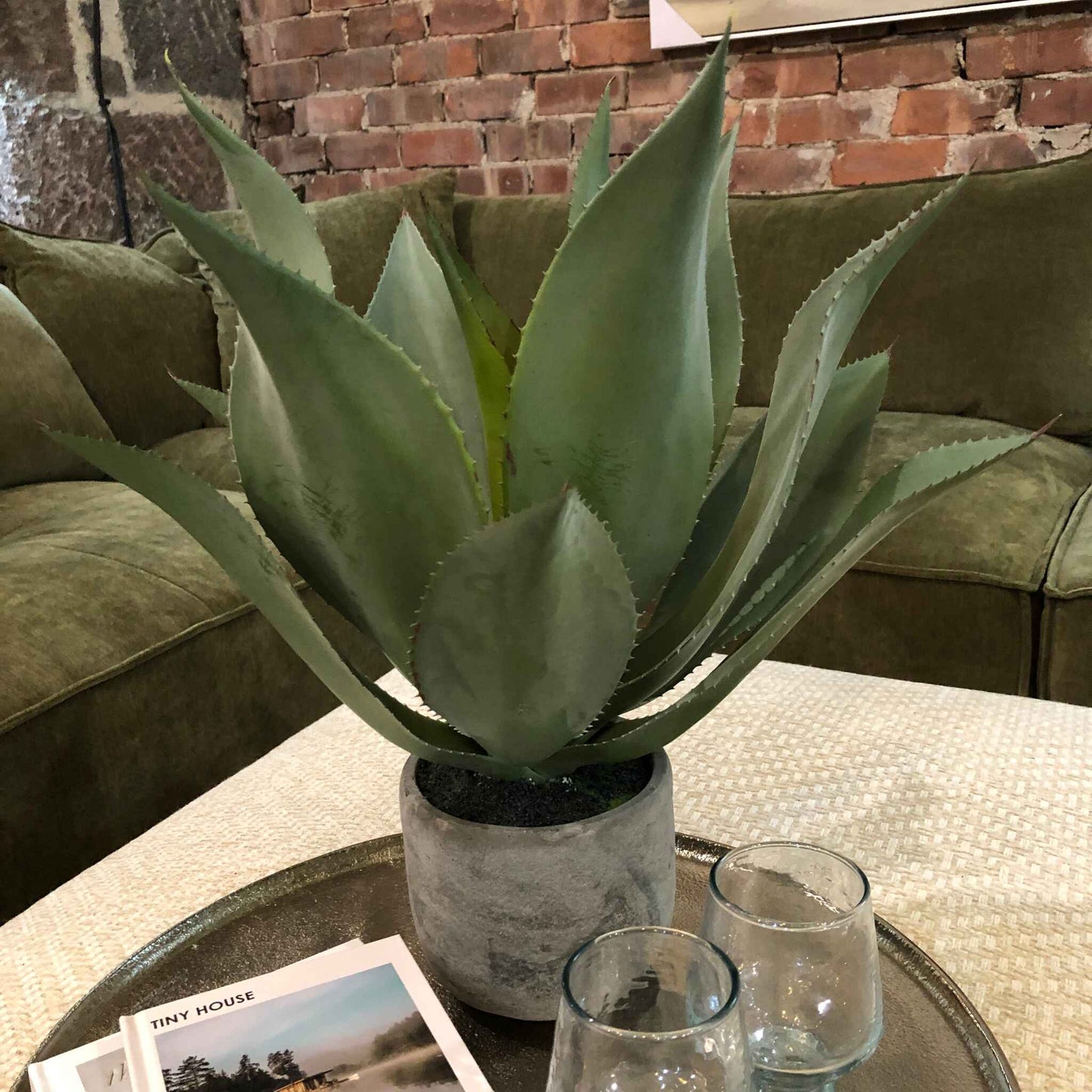 Green Aloe Vera Plant in Clay Pot