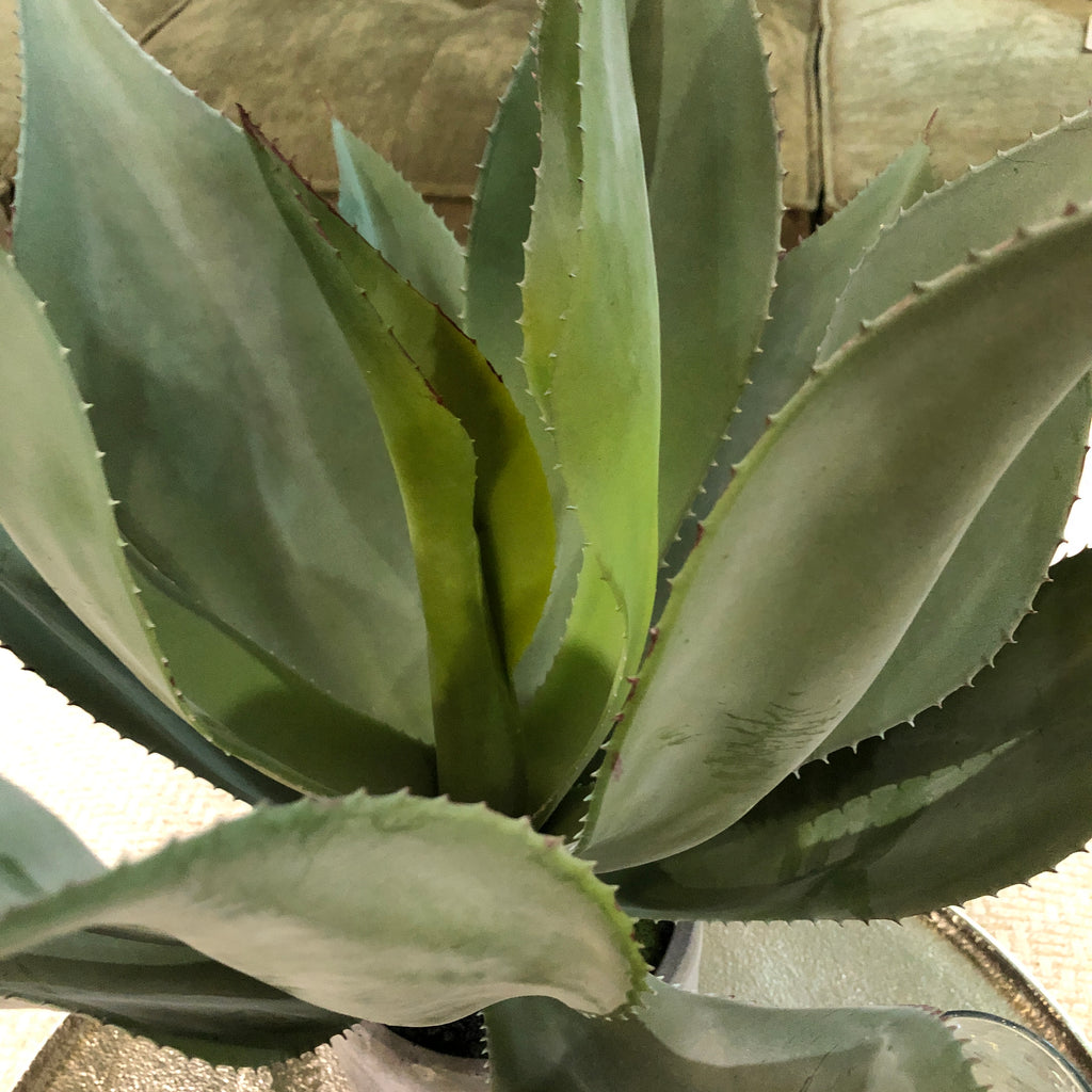 Green Aloe Vera Plant in Clay Pot 47cm C