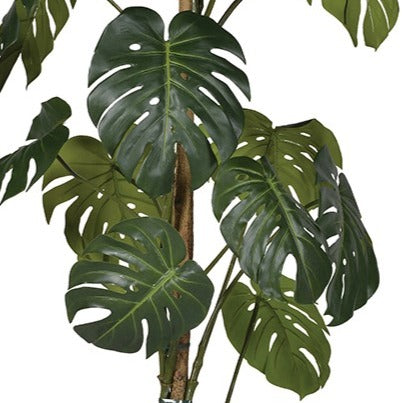 Green Monstera Tree in Black Plastic Pot 156cm D