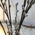 Grey Pussy Willow Spray with Leaves 88cm