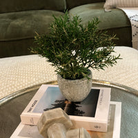 Small Rosemary Bush in Clay Pot 21cm