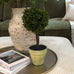 Green Miniature Boxwood Ball in Brown Pot