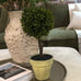 Green Miniature Boxwood Ball in Brown Pot
