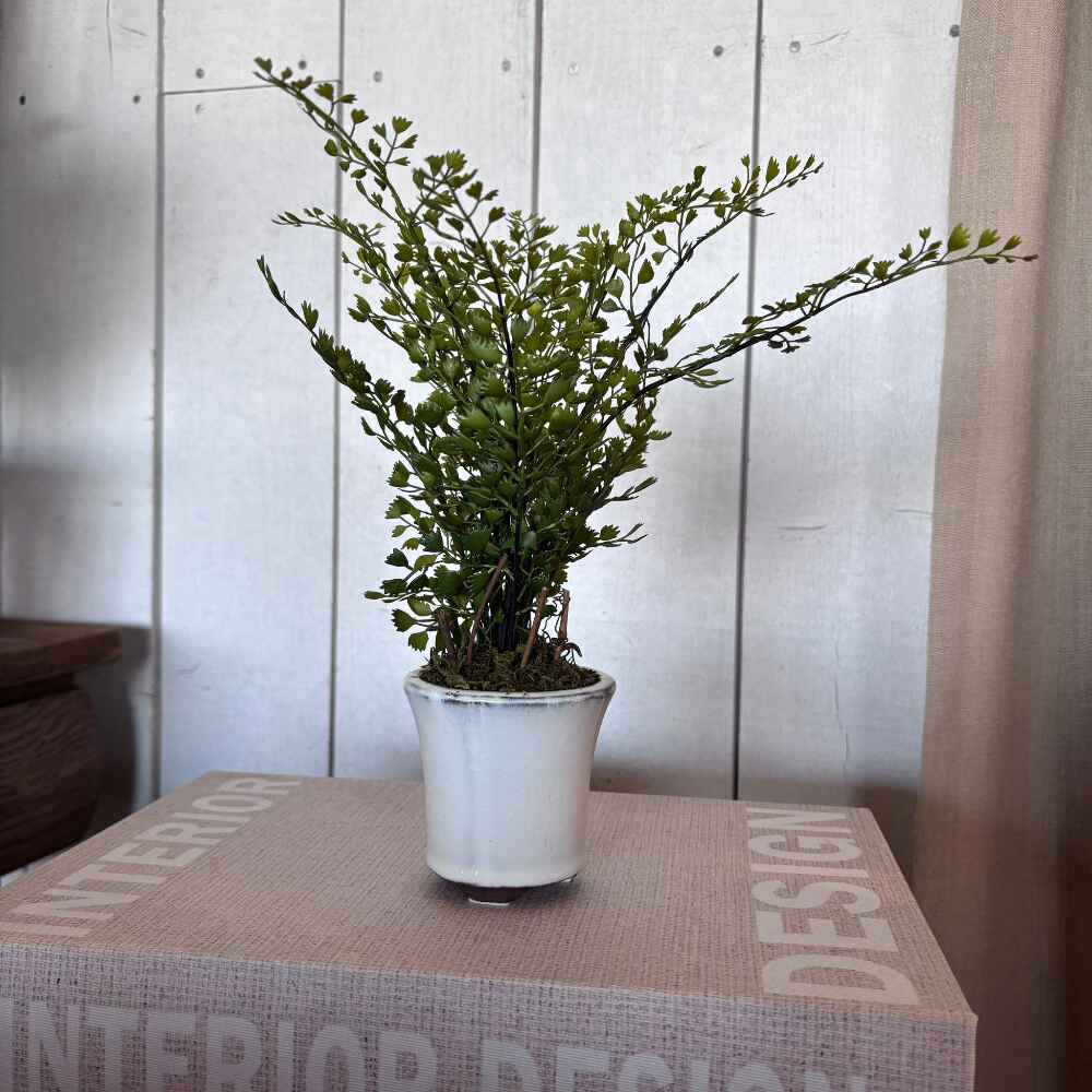 Maiden Hair Fern in Pot-3