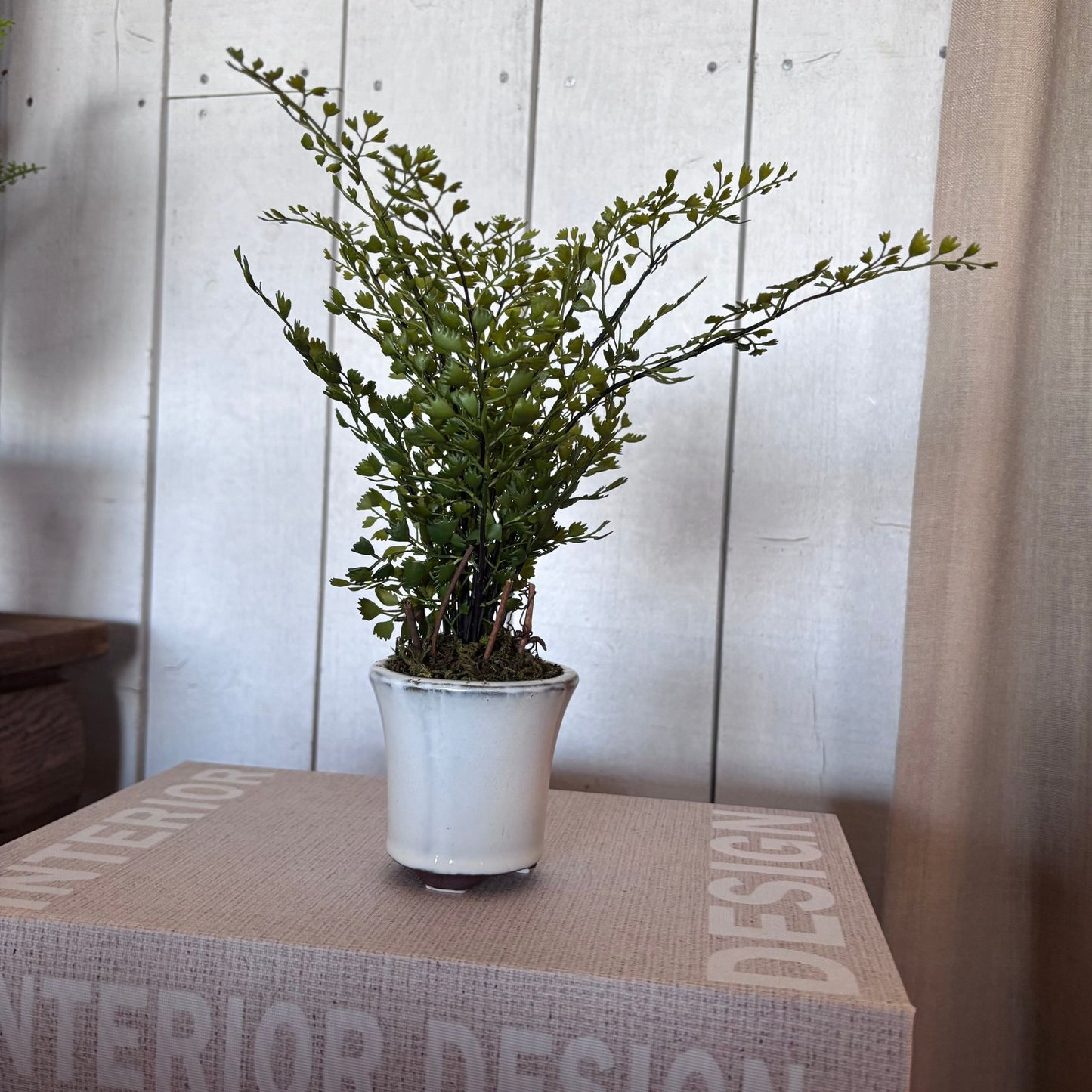 Maiden Hair Fern in Pot 23cm