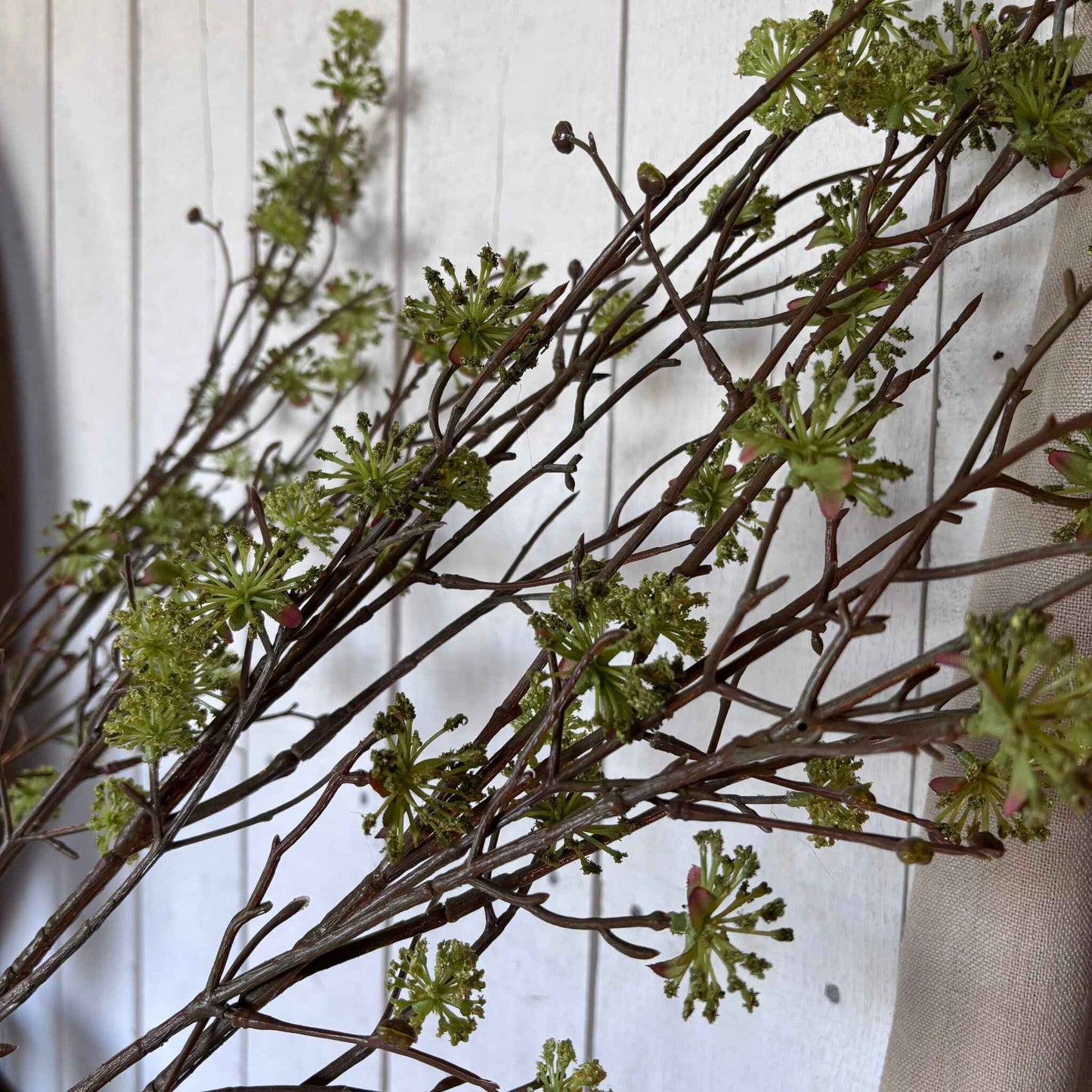 Brown Dogwood Stem