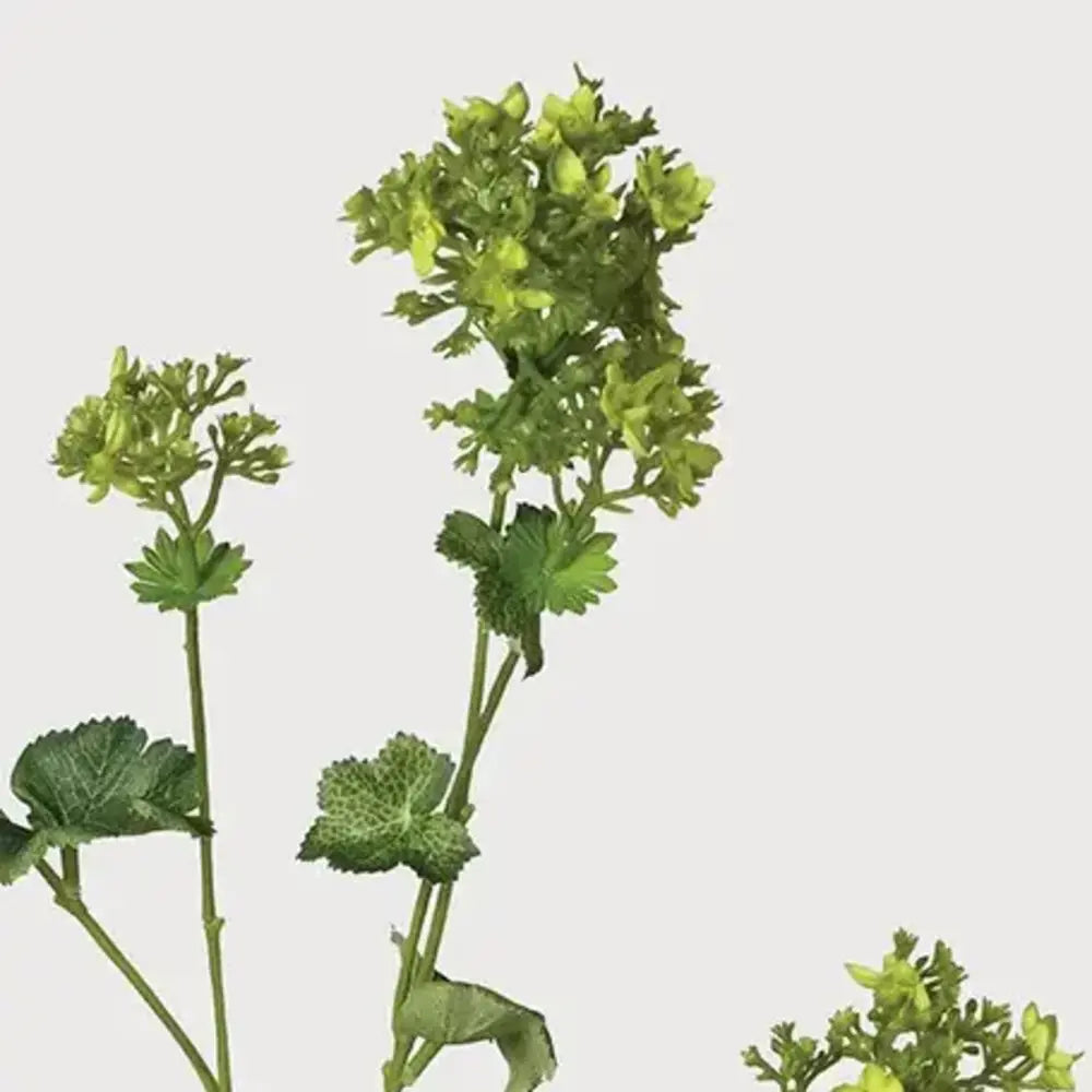 Lady's Mantle Spray with Leaves 72cm B