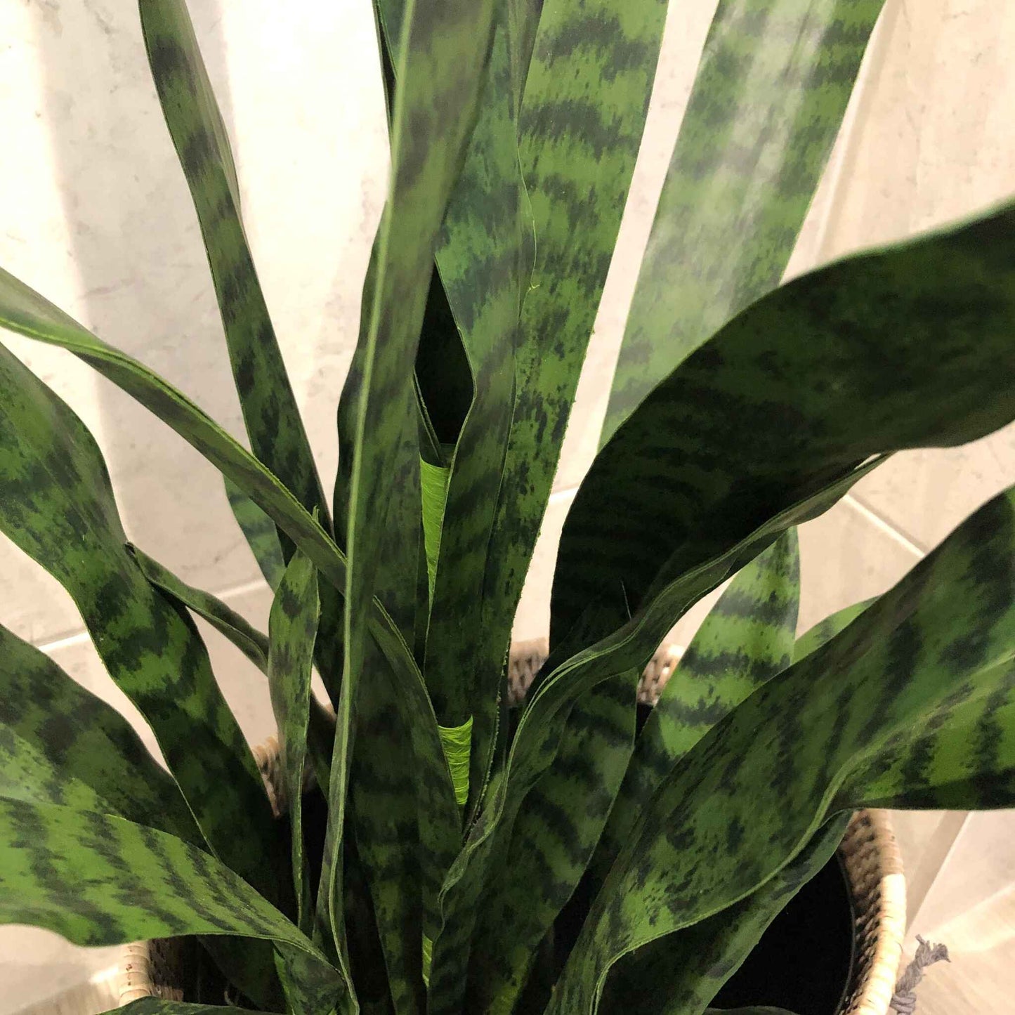 Large Sansevieria in Black Plastic Pot-3