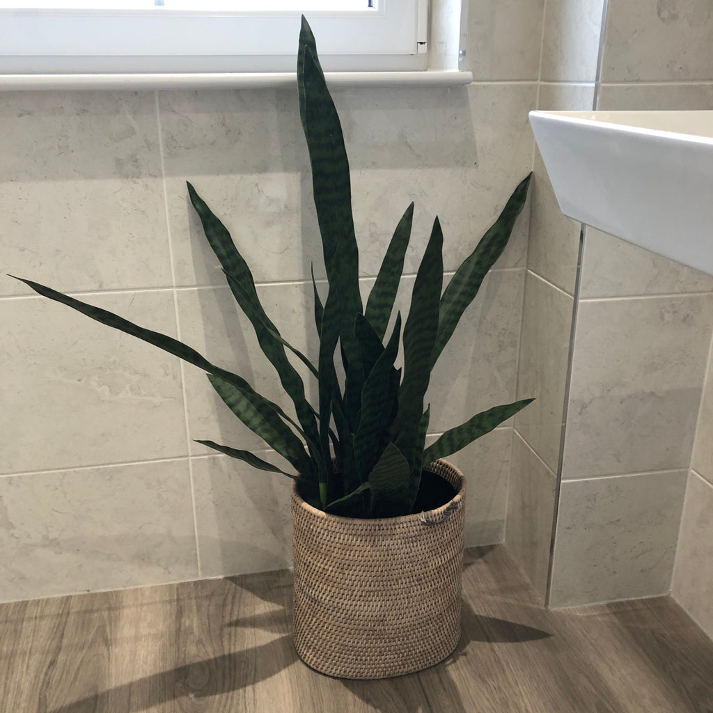 Large Sansevieria in Black Plastic Pot 120cm B