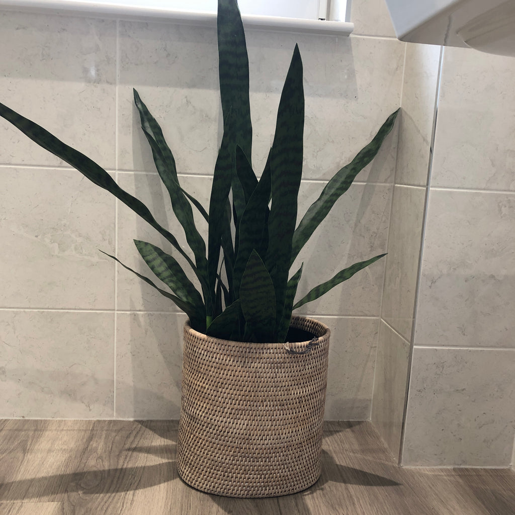 Large Sansevieria in Black Plastic Pot 120cm D