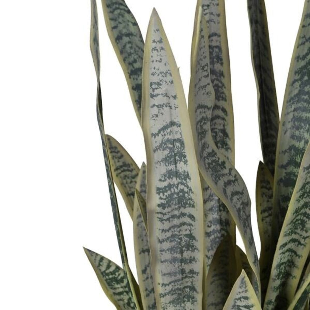 Large Sansevieria in Black Plastic Pot 120cm F