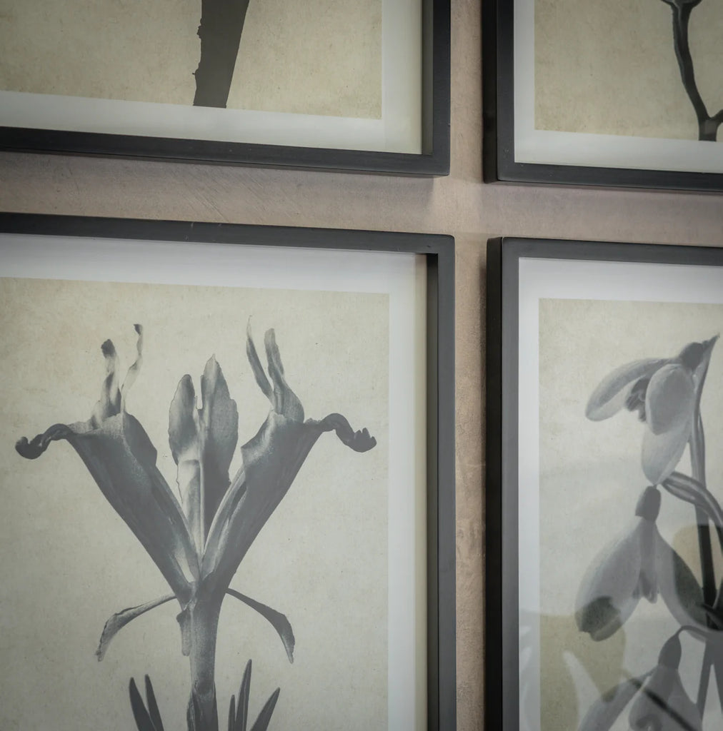 Ormington Set of 4 Flowering Bulb Framed Prints 50cm