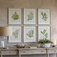 Ormington Set of 6 Aloe and Algae Framed Prints 60cm | Annie Mo's