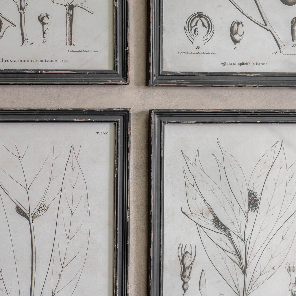 Ashmore Set of 4 Monochrome Botanical Framed Prints 50cm