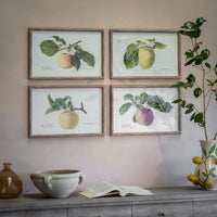 Croston Set of Four Apple Framed Prints 54cm | Annie Mo's