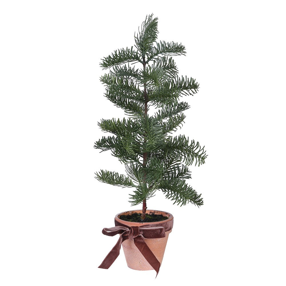 Noble Pine Tree in Pot 43cm | Annie Mo's