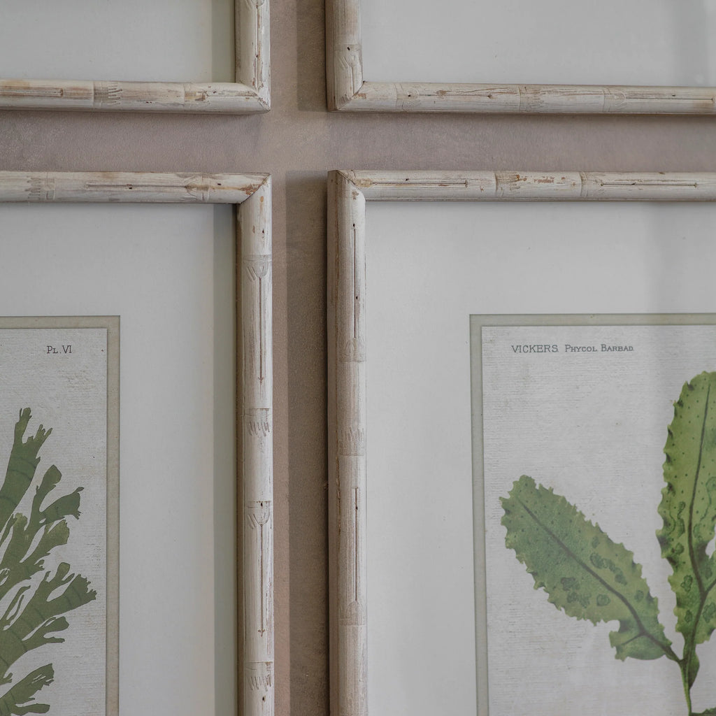 Ormington Set of 6 Aloe and Algae Framed Prints 60cm