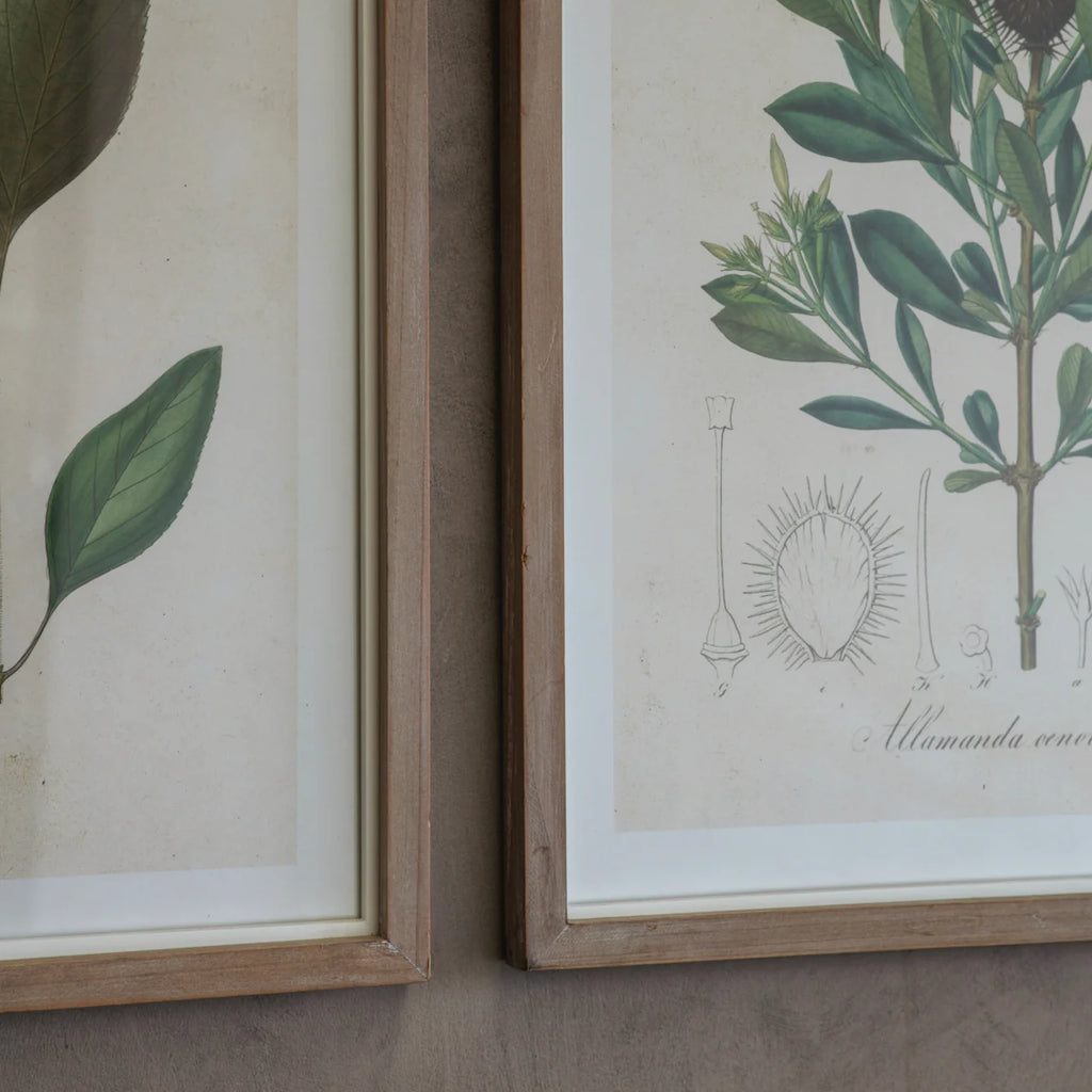 Ormington Set of Six Wildflower Framed Prints