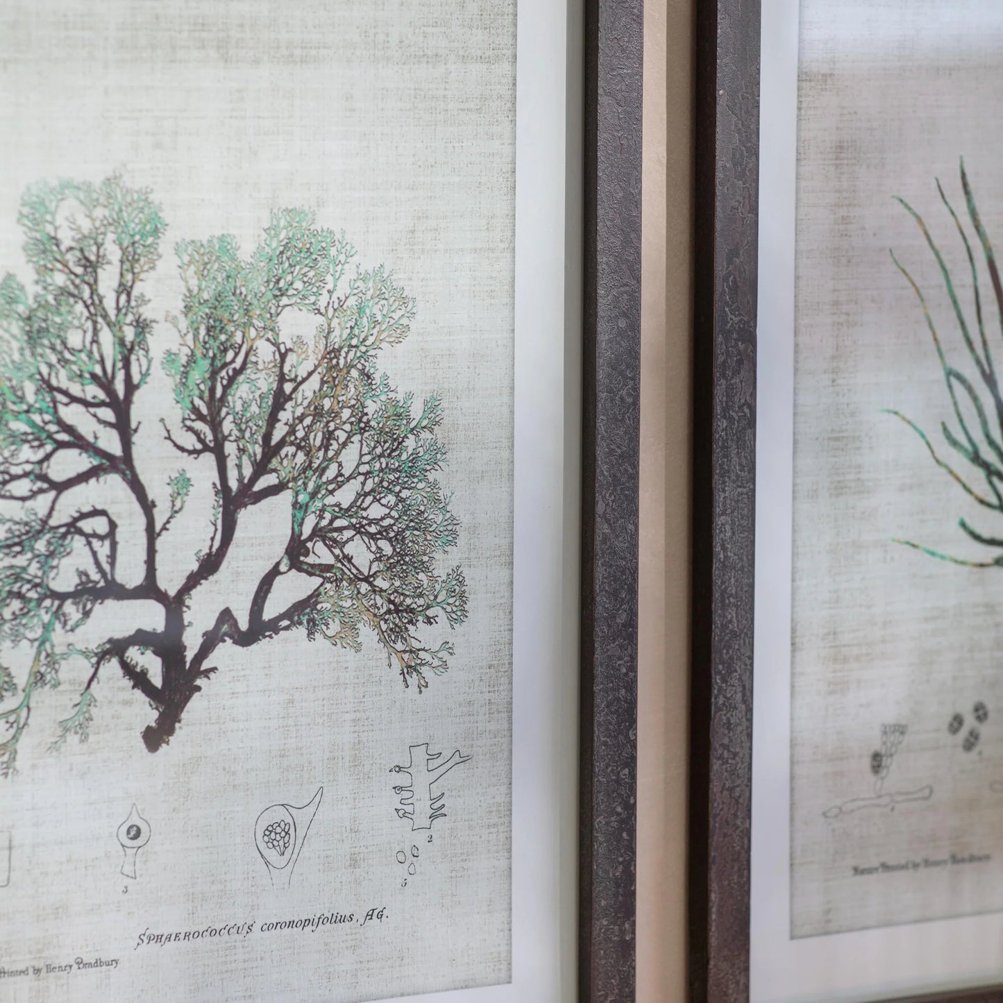 Ormington Set of Three Botanical Framed Prints
