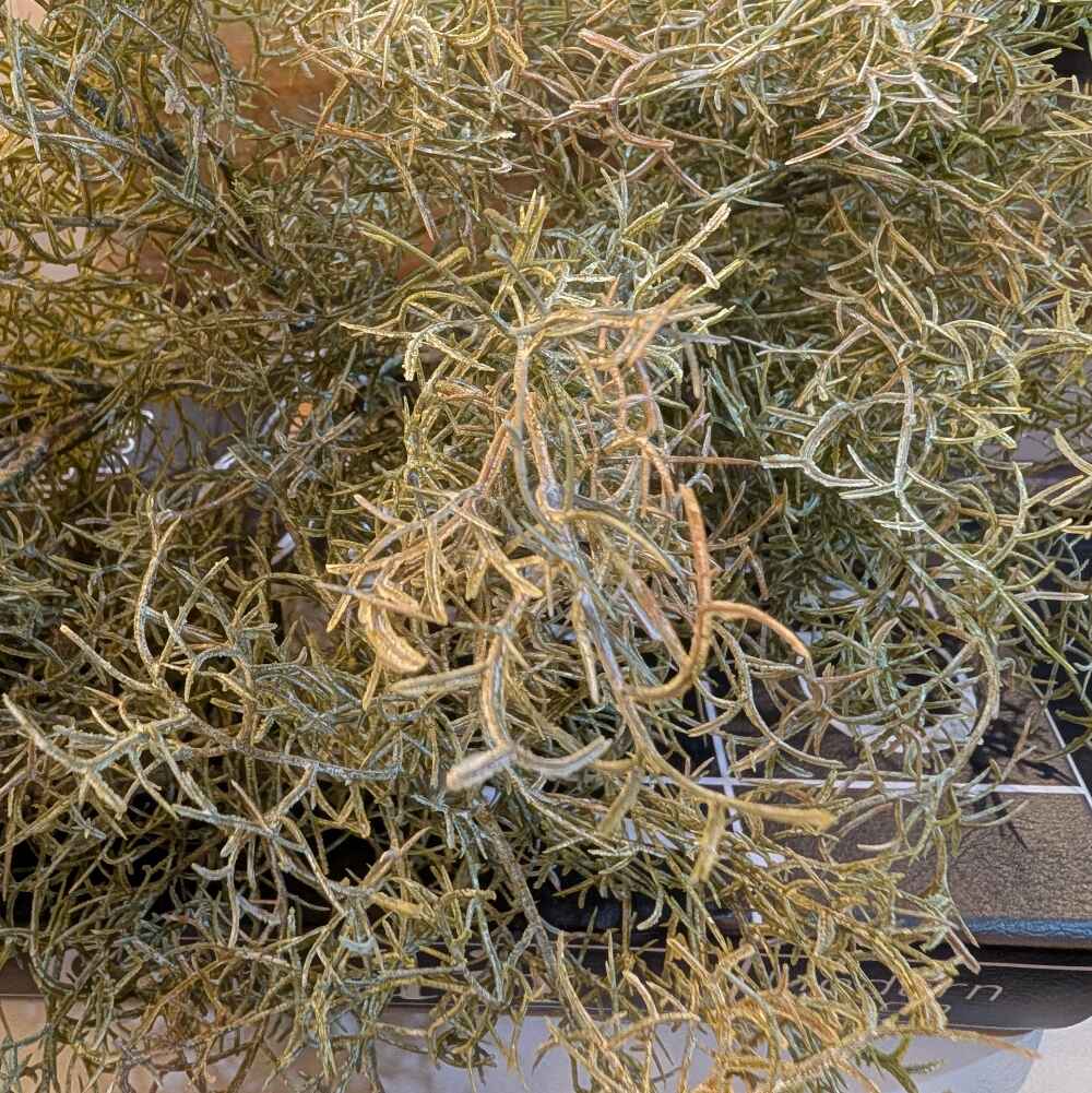 Spanish Moss Stem 30cm | Annie Mo's