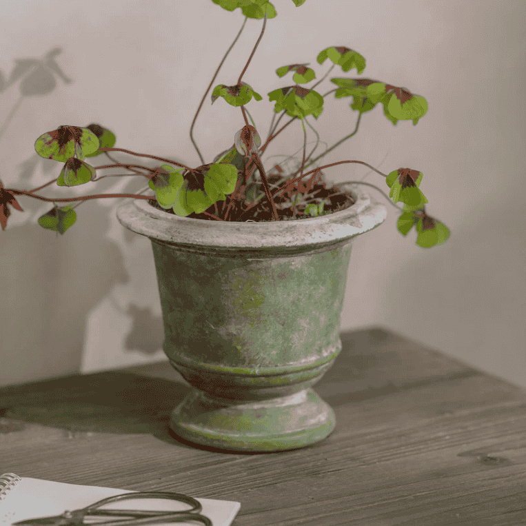 Patcham Planter - Size Choice | Annie Mo's C