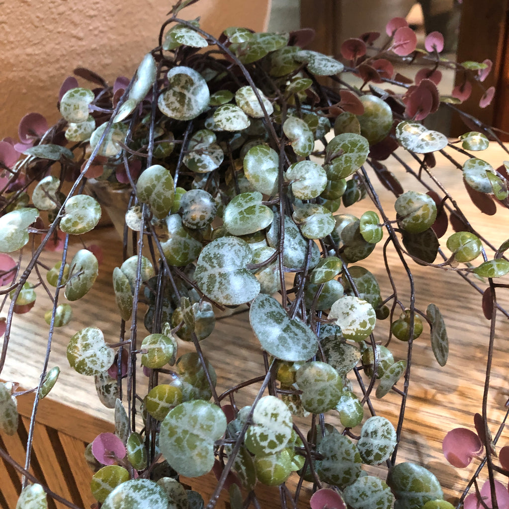 Potted Purple Angel Vine 60cm B