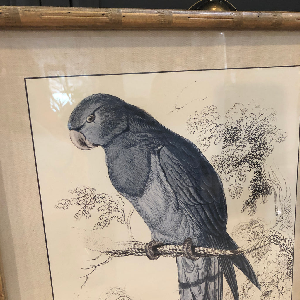 Set of Two Framed Blue Parrot Pictures 70cm B