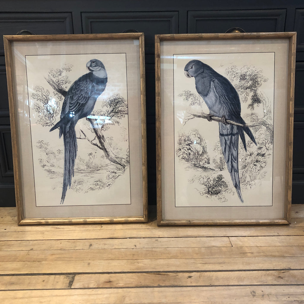 Set of Two Framed Blue Parrot Pictures 70cm D